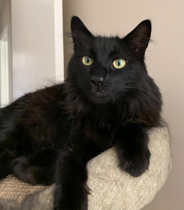 /Images/uploads/Friends of Seal Beach Animal Care Center/2022sbacc/entries/20776thumb.jpg